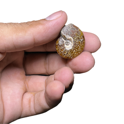 Ammonite (Cleoniceras)