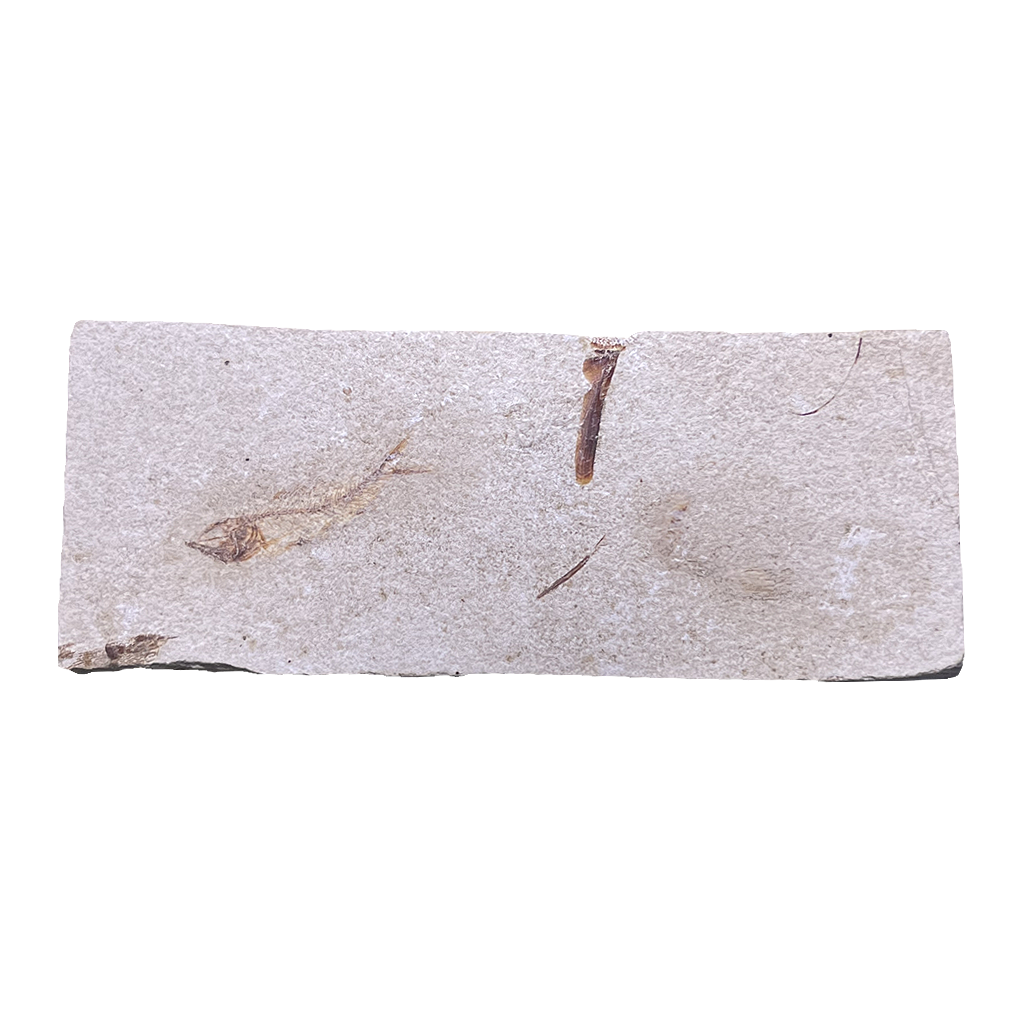 Fish Fossil