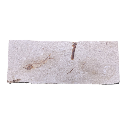 Fish Fossil