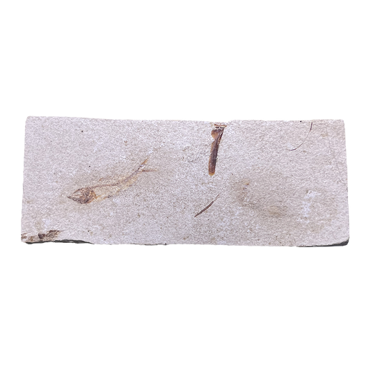 Fish Fossil