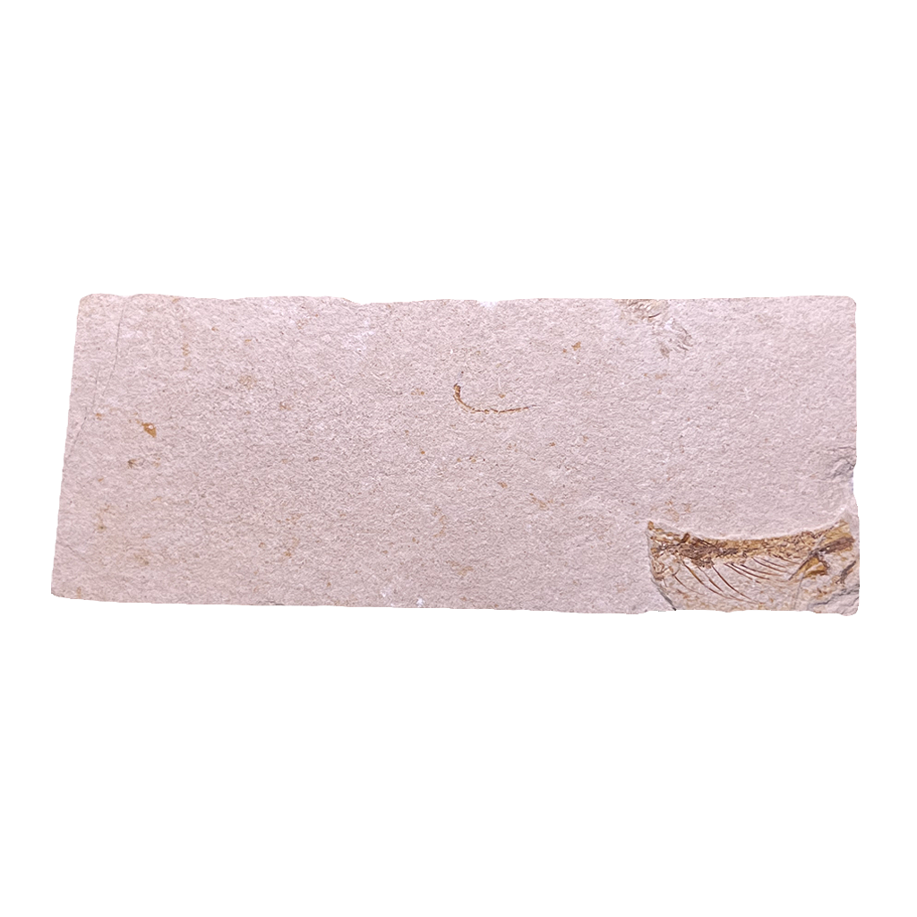 Fish Fossil