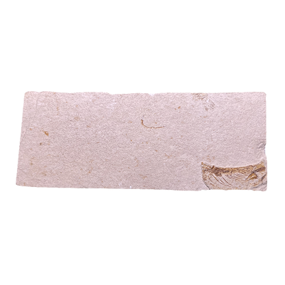 Fish Fossil