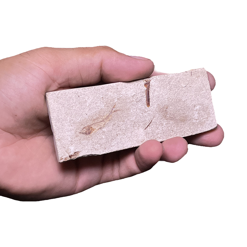 Fish Fossil
