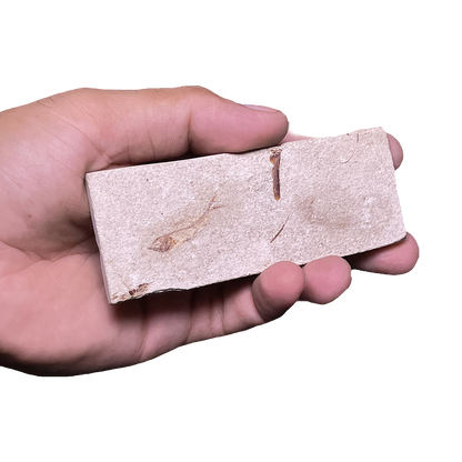 Fish Fossil