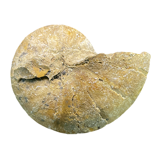 Ammonite (Cenoceras)