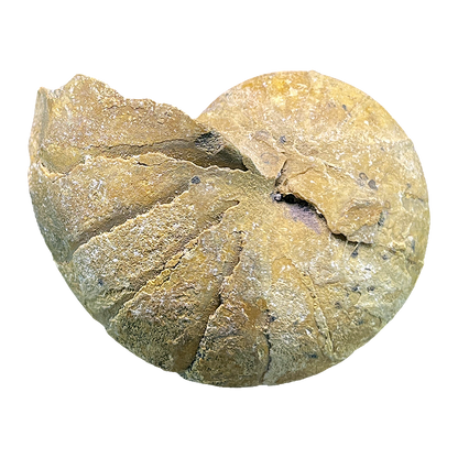 Ammonite (Cenoceras)