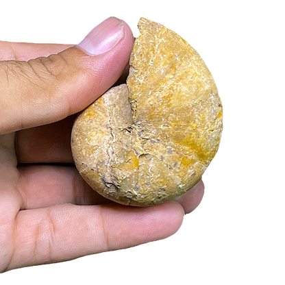 Ammonite (Cenoceras)