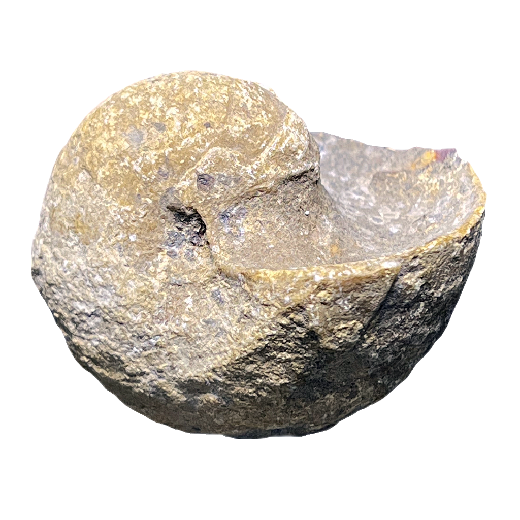Ammonite (Cenoceras)