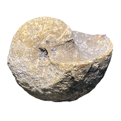 Ammonite (Cenoceras)