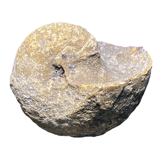 Ammonite (Cenoceras)