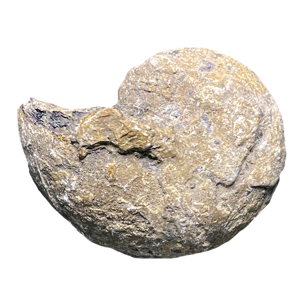 Ammonite (Cenoceras)