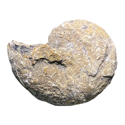 Ammonite (Cenoceras)