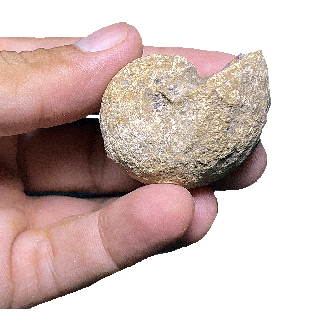 Ammonite (Cenoceras)