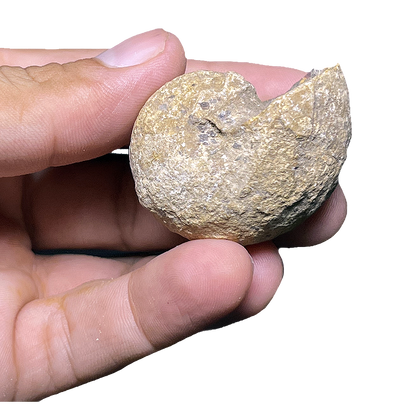 Ammonite (Cenoceras)