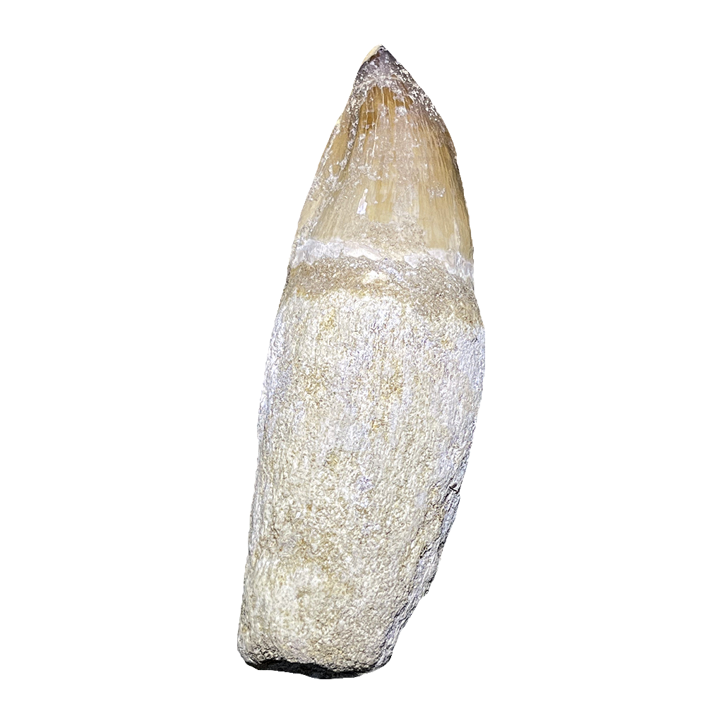 Mosasaurus Tooth