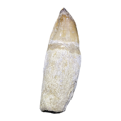 Mosasaurus Tooth