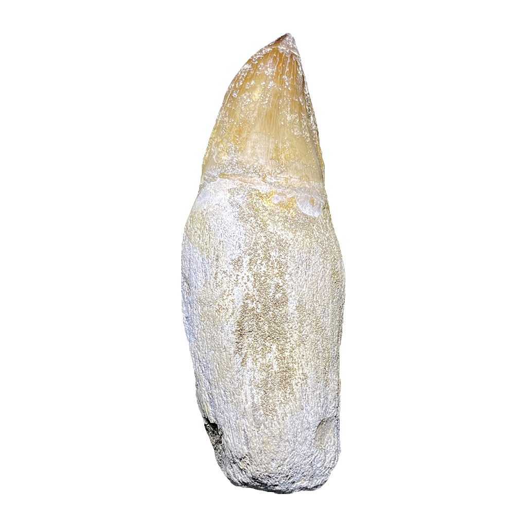 Mosasaurus Tooth