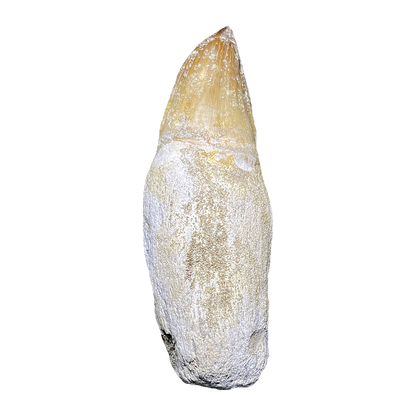 Mosasaurus Tooth