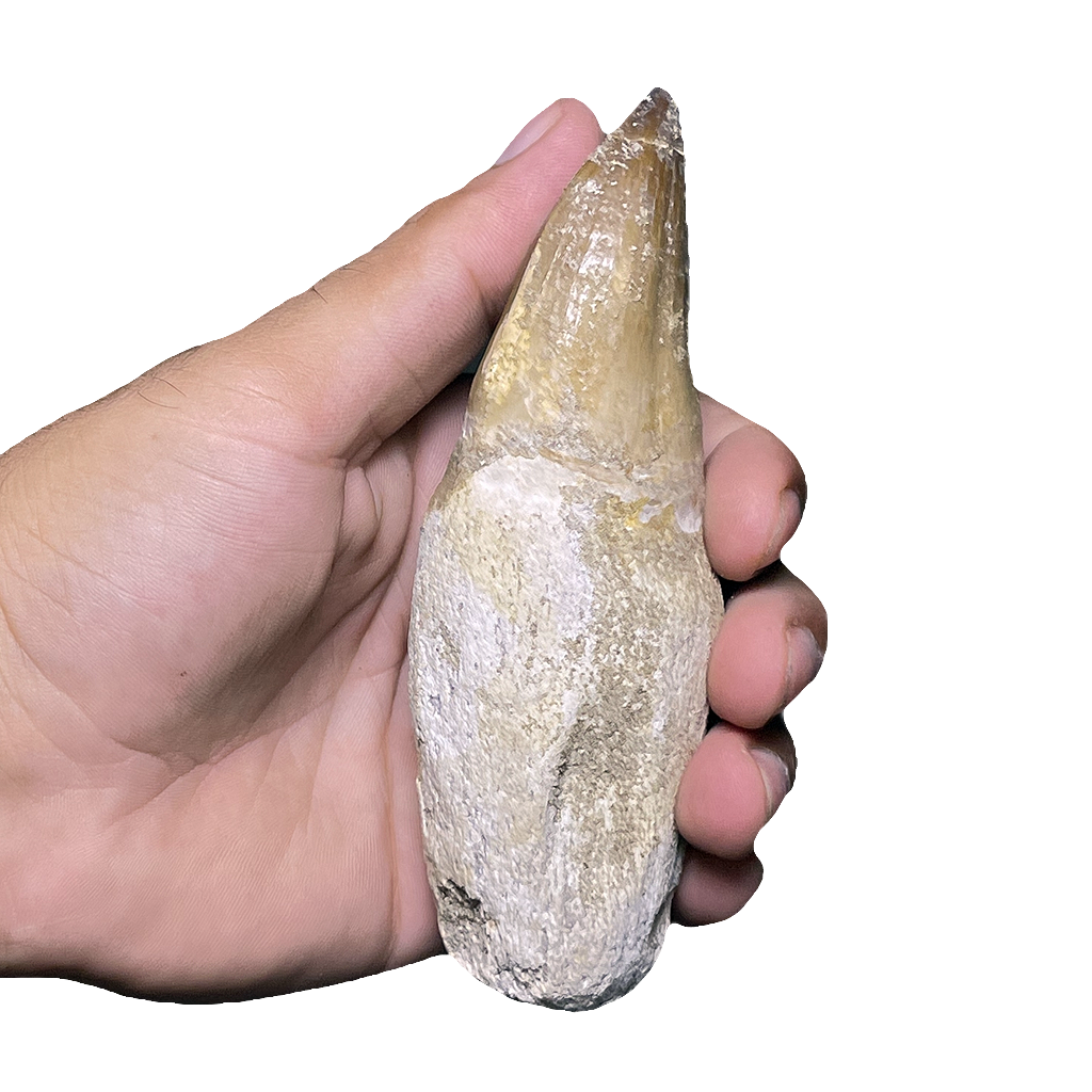 Mosasaurus Tooth