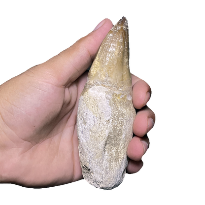 Mosasaurus Tooth