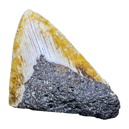 Megalodon Shark Tooth