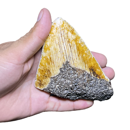 Megalodon Shark Tooth