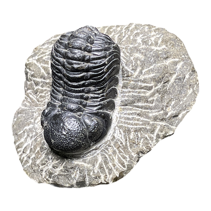 Trilobite
