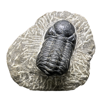 Trilobite