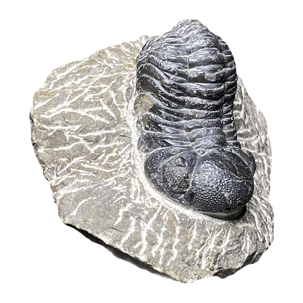 Trilobite