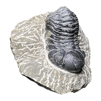 Trilobite