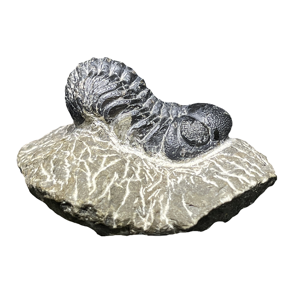 Trilobite