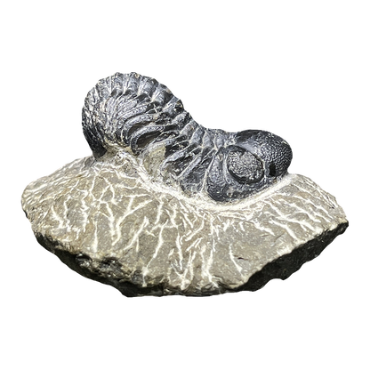 Trilobite