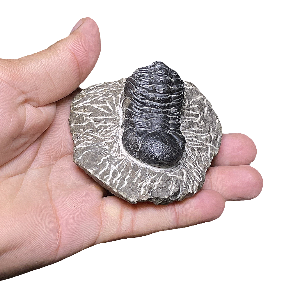 Trilobite