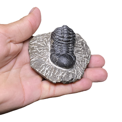 Trilobite