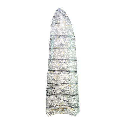 Orthoceras Fossil