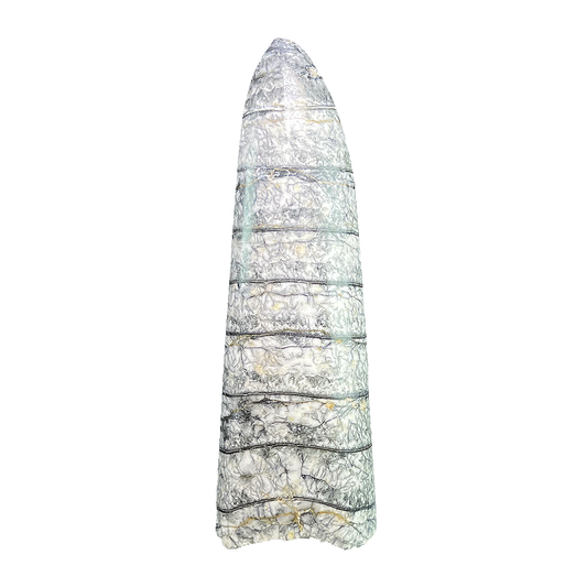Orthoceras Fossil