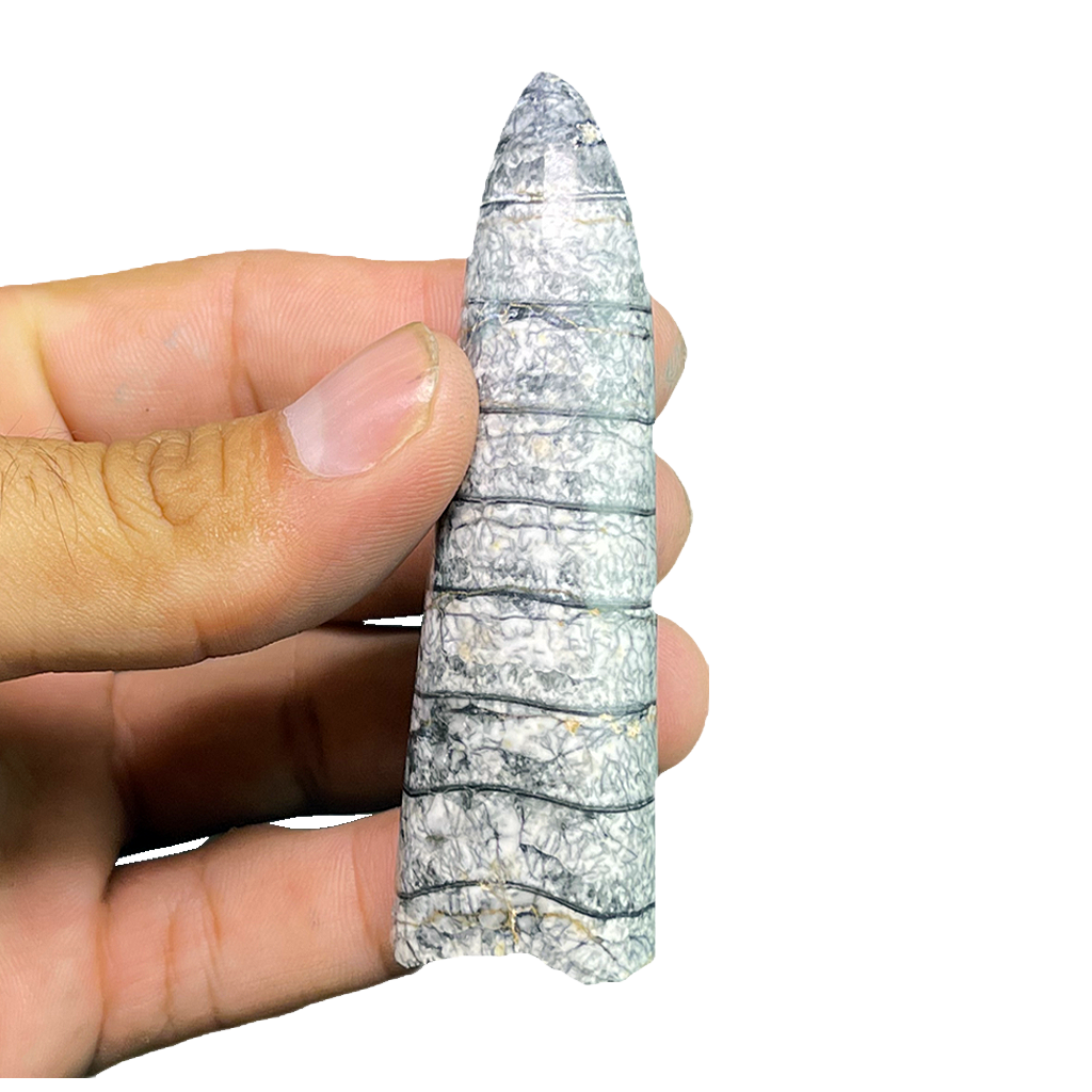 Orthoceras Fossil