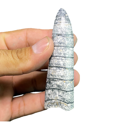 Orthoceras Fossil