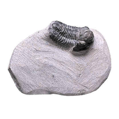Baby Trilobite