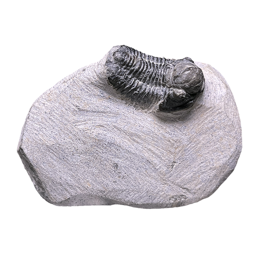 Baby Trilobite