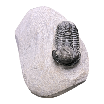 Baby Trilobite