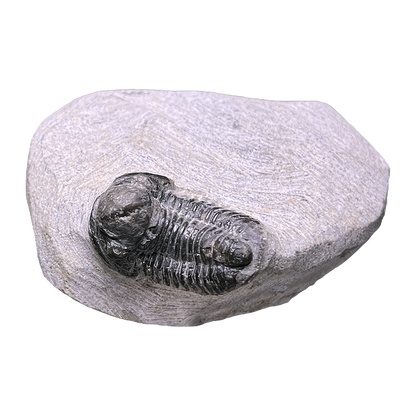 Baby Trilobite