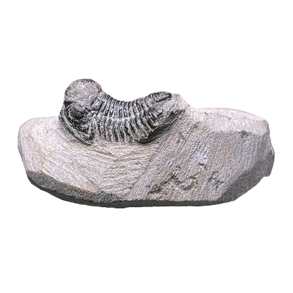 Baby Trilobite