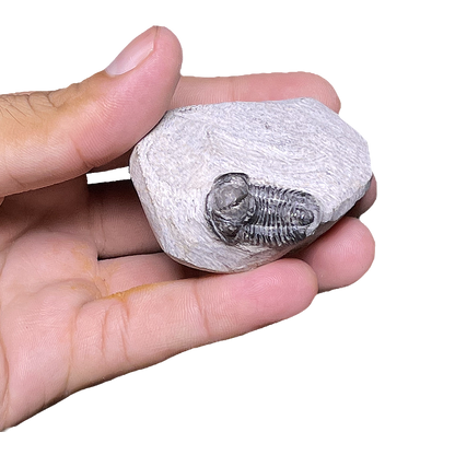 Baby Trilobite