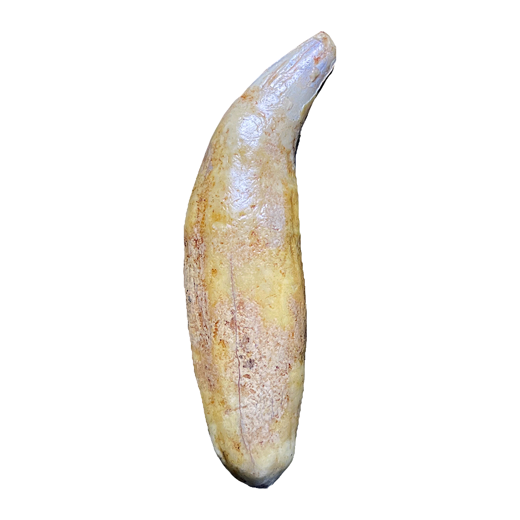 Cave Bear Tooth