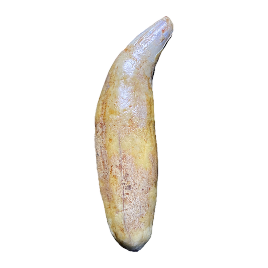 Cave Bear Tooth