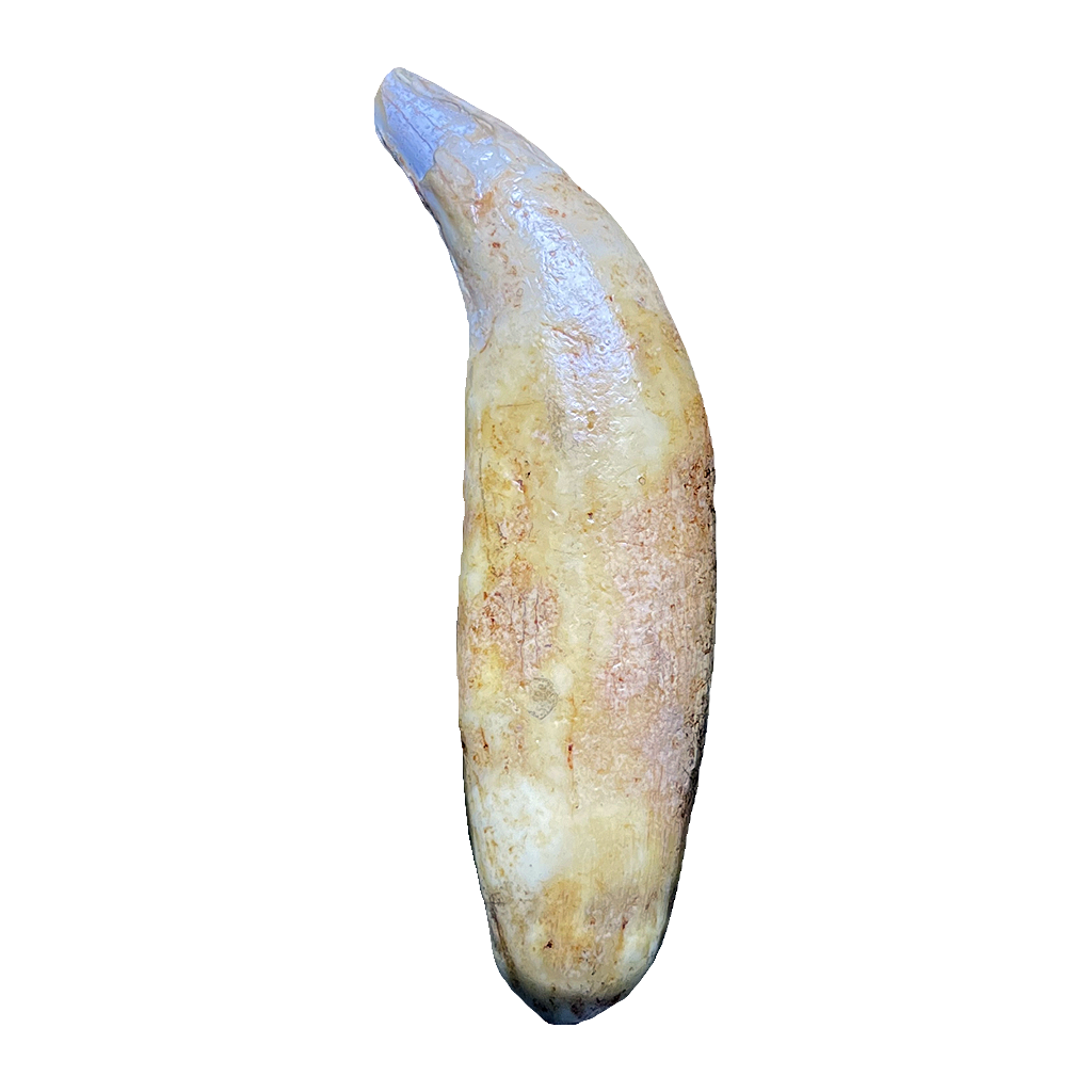 Cave Bear Tooth