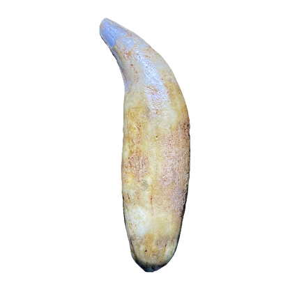 Cave Bear Tooth