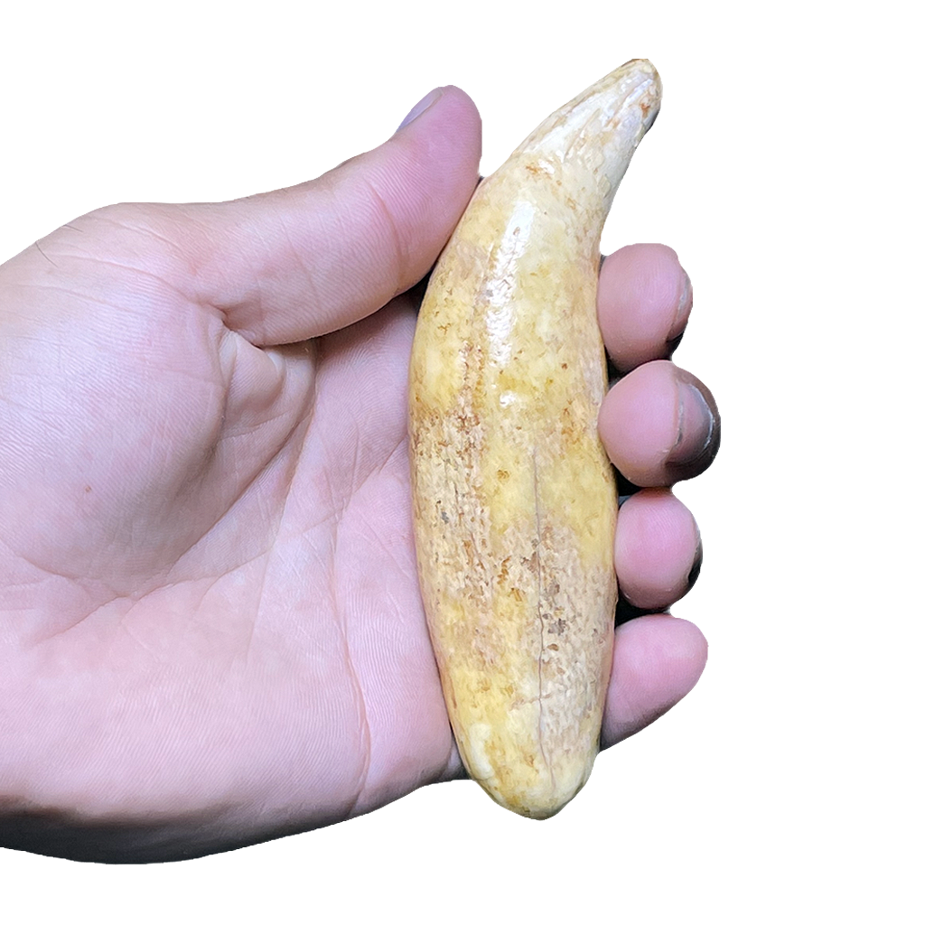 Cave Bear Tooth