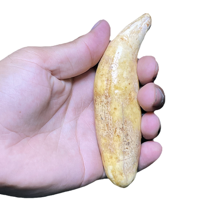 Cave Bear Tooth